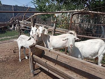 Козы, козлы: Продаю | Коза (самка) | Для молока | Племенные — 7