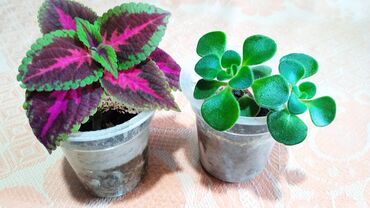хищные растения: Продаю комнатные растения! 50 сом за штуку