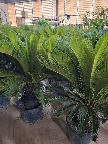 Другие комнатные растения: Пальмы,ДраценыКофейные деревья, и тд. Растения для интерьера — 22