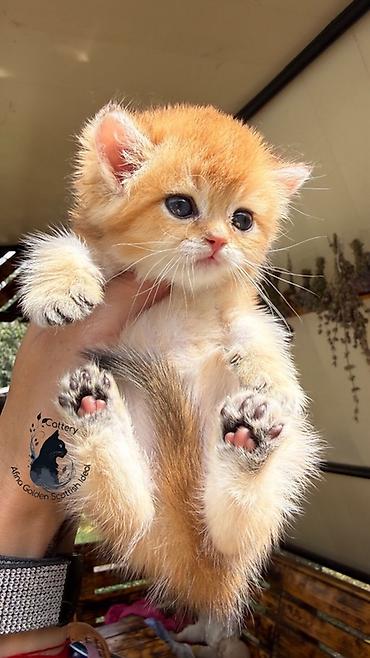 каракол животных: Британская короткошёрстная, 1 месяц, Девочка, Золотая шиншилла, Приучена к лотку, Проглистована, С документами — 3