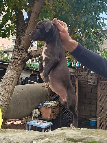pitbull (hond): Pitbul, 2 ay, Erkək, Ödənişli çatdırılma — 4