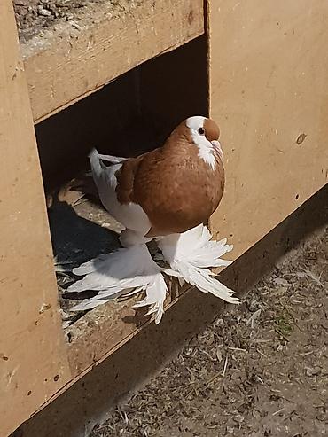 Pişiklər: Pişiklər -da lalafo.az — 5 Pişiklər: Pişiklər — 5