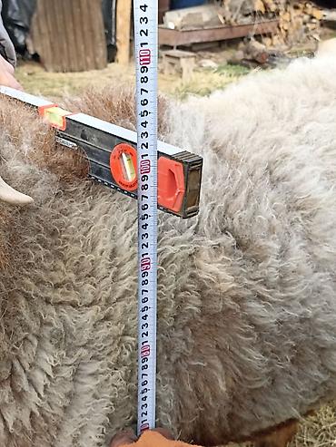 Баран, овца: Продаю | Овца (самка) | Арашан | Для разведения — 12