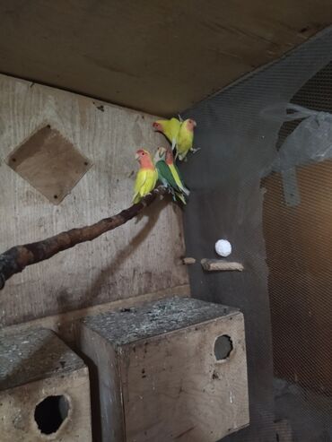 Tutuquşları: Məhsul: Agapornis (Sevgi quşları) cütləri və yuvalama dəstləri — 7