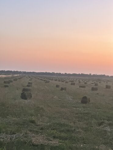 в связи с переездом отдам попугая жако в добрые руки: 2укос Клевер,. С ПОЛЯ САМОВЫВОЗ 250сом. 
950 шт беде