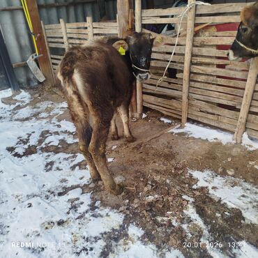 Коровы, быки: Продаю | Тёлка | На откорм | Привязанные — 6