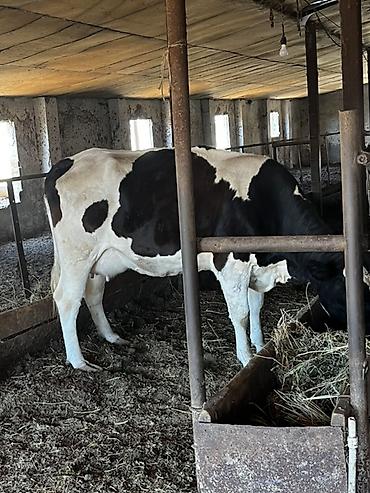 kanada sortu hinduska: Süni cinsli, qara-ağ alacalı inək satılır. Ferma şəraitində — 4