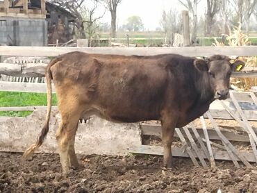 Продаю | Корова (самка) | Алатауская | Для разведения, Для молока | Стельные