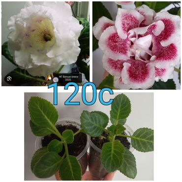 Садовые цветы и кустарники: Черенки цветка — 5