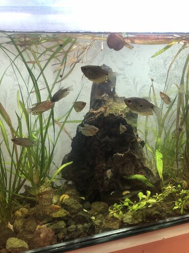 аквариум без рыб: Quramiler böyük ölçü 6m Orta ölçü 4m 10 eded bala sekilde gorsenrler