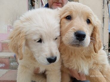 İtlər: Labrador-retriver, 2 ay, Dişi, Peyvəndli, Ünvandan götürmə