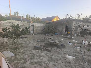 yeni masazır: Tikinti, Mülkiyyətçi, Kupça (Çıxarış) — 2