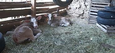 телять: Продаю | Музоо, торпок | Швицкая | Для разведения — 1
