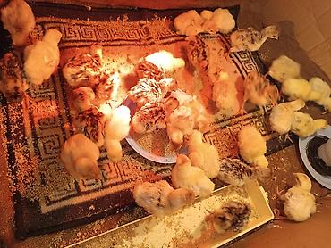 kənd məhsulları: Hinduşka yumurtası və cücələri 30 ədəd var .Hazrda. Məhsul təsviri: - — 4