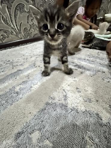 котята коротколапые: Котята, домашнее выращивание. - Окрас: два короткошёрстных тигровых — 2