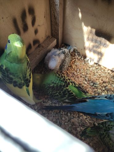 Tutuquşları: Quslar tek tek 12 Azn cutter 30 Azn alti balali cut 50 Azn — 8