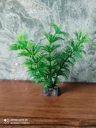 Аквариумы: Водоросли живые: Анубиас Бартера нана ( цветёт белыми и розовыми — 16