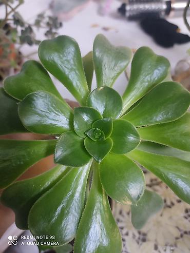 Другой декор и предметы интерьера: Распродажа остатков, комнатные растения по 100 сом. дорогие цветы тоже at lalafo.kg — 17 Другой декор и предметы интерьера: Распродажа остатков, комнатные растения по 100 сом. дорогие цветы тоже — 17