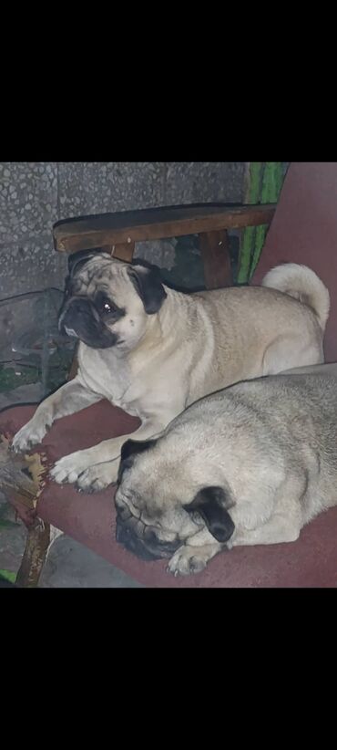 Продажа собак: Щенки мопса - Порода: мопс, окрас бежевый с чёрной маской - — 5