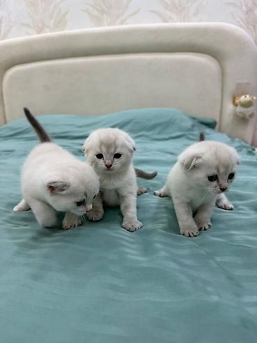 Кошки: Məhsul: Pişik balaları Təsvir: - Şirin, tüklü pişik balaları müxtəlif — 4