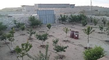 mida satis: 12 sot, Tikinti, Barter mümkündür — 5