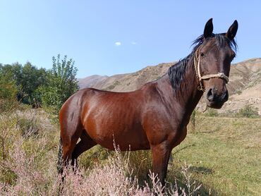продажа коней: Продаю | Конь (самец) | Рабочий