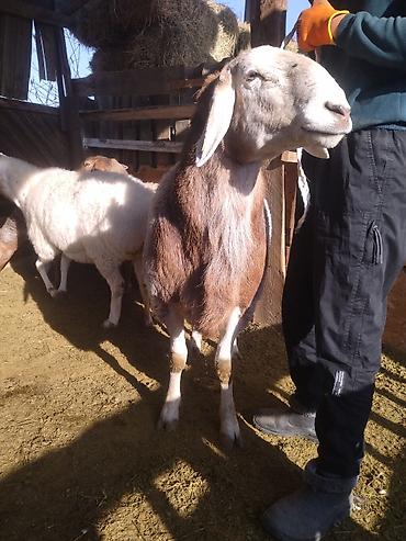 Баран, овца: Продаю | Баран (самец) | Арашан | Для разведения | Племенные, Матка — 5