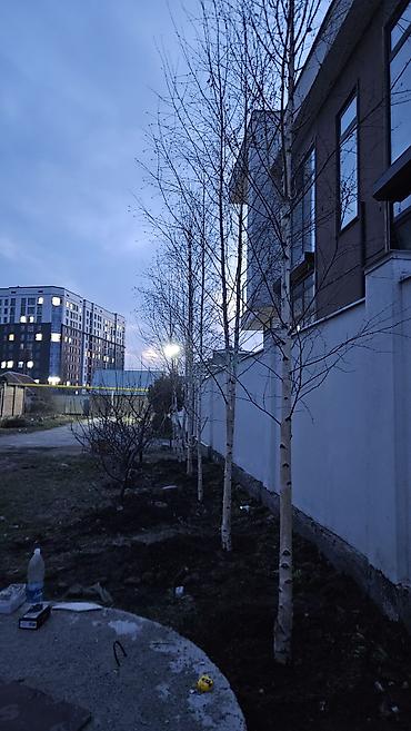 Берёза: Саженцы — 5