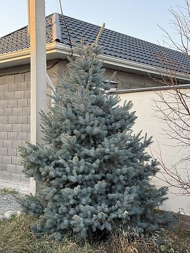 шлифовальную машинку по дереву: Голубая ель (Picea pungens ‘Glauca’) для ландшафта. 2 голубые ели с — 4