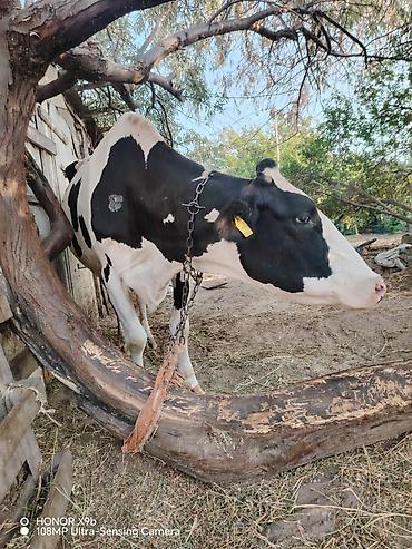 simmental inək cinsi: Salam heyvan 7 ay əvvəl 2 ci qarın balanı doğum. Təzə doğanda 37 litr — 7