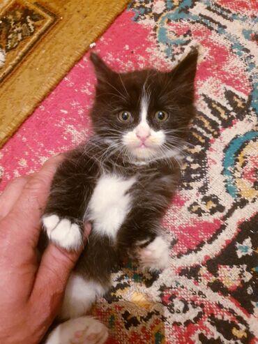 Pişiklər: Məhsul: Ev pişiyi və balası Təsvir: - Şəkillərdə iki pişik görünür — 13