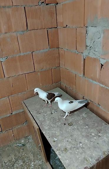 rengli quslar: Cut balalardi pula ehtiyac var diye satilir vap akt — 2