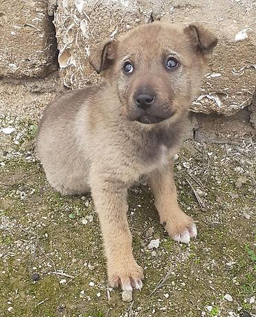 İtlər: Alman çoban iti, 2 ay, Erkek, Ünvandan götürmə — 8