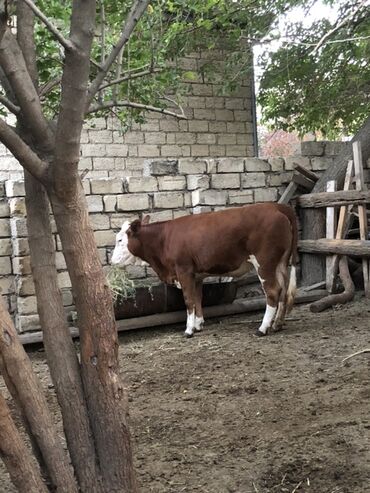 simmental inek: Dana, buzov, Dişi, Simental, ay: 1, Damazlıq