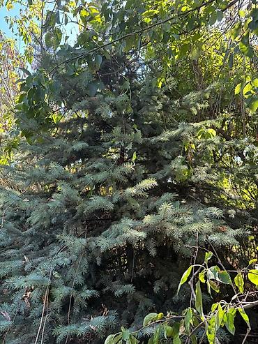 сеянцы голубой ели: Ель голубая (Picea pungens, «голубая ель») для ландшафтного — 5