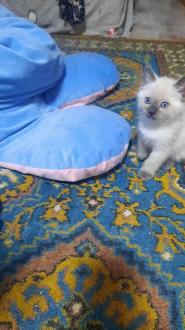 купить породистых котят: Котята домашние, пушистые, разного окраса. - Окрас: бело-кремовый