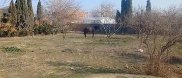 mastagada torpaq: 13 sot, Biznes üçün, Barter mümkündür, Kupça (Çıxarış), Bələdiyyə, Müqavilə