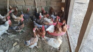 it satisi baku: Şəkildə gördüyünüz toyuqlar satılır 10 ədəd alana 13 manatdan 20 dənə