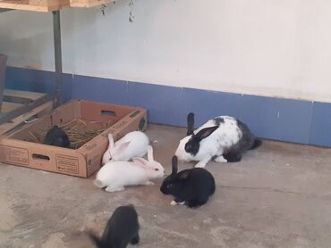 tap.az heyvanlar xacmaz: 4aq 2 qara iki ayliqdirlar maraqlanmaq isteyen 0558864694 zeng vura