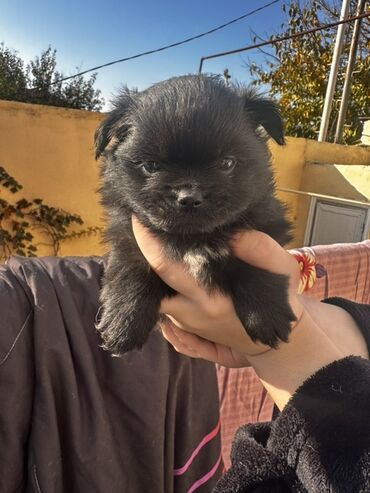 İtlər: Şpitz — 9