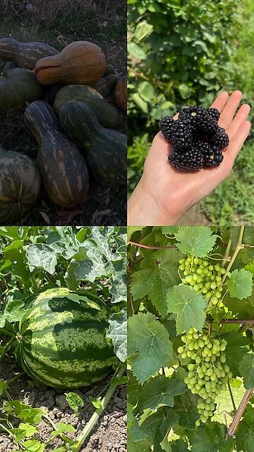 Продажа коттеджей и домов: Продаётся жилой дом с большим участком. 🌿 Продаётся уникальный — 3