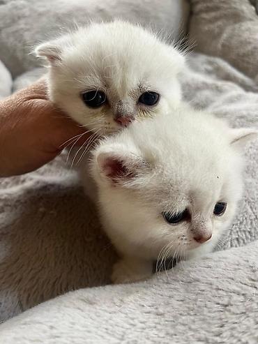 Pişiklər: Şinşilla, Erkək, Dişi — 7