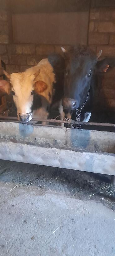 Dana, buzov: Malar satılır 2 dənə sağlamlıq düyədi.1kəsimə yarıyır.qiymət3100 — 5