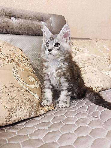 Продажа кошек: Возраст 2 месяца, мальчик.Породистый котёнок мейн-кун, серебристый — 5