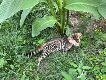 котята бишкек: Предлагаем Вам дорогие друзья большой выбор котят бенгальской