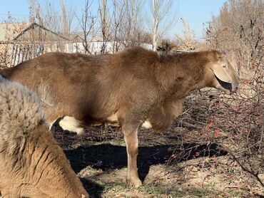 Бараны, овцы: Продаю | Баран (самец) | Для разведения — 3