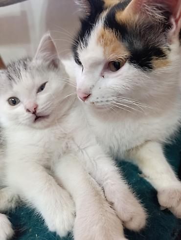 Отдам даром кошку: Отдам в добрые руки милых и ласковых котят!!! Котята, окрас — 7