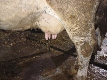 Inəklər, öküzlər: Südlük inəklər - Cins: Qarışıq südlük tip (qara-ağ alacalı və — 18