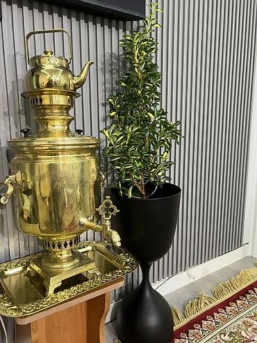 Другие комнатные растения: Комнатные крупномеры, готовые для озеленения интерьера. Состав: - — 7