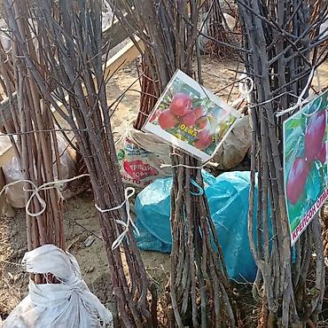 Яблоня: Саженцы плодовых культур — ассортимент сортов Предлагаются саженцы — 14